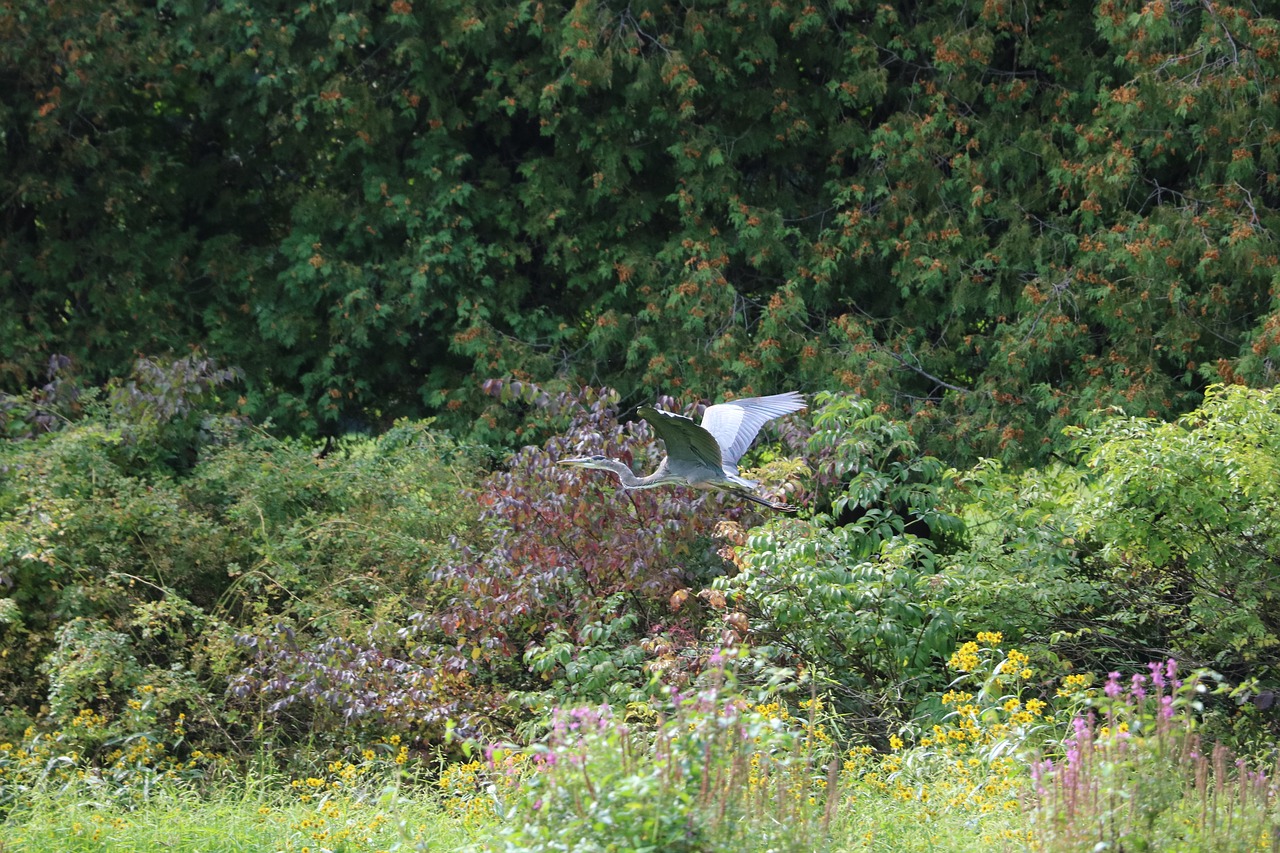 stork nature wild free photo