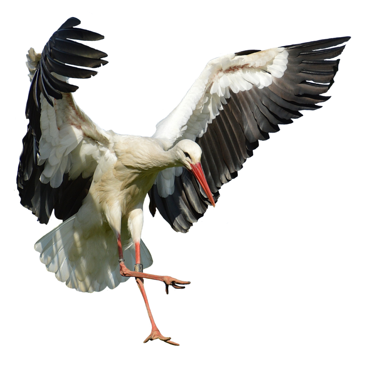 stork fly landing free photo