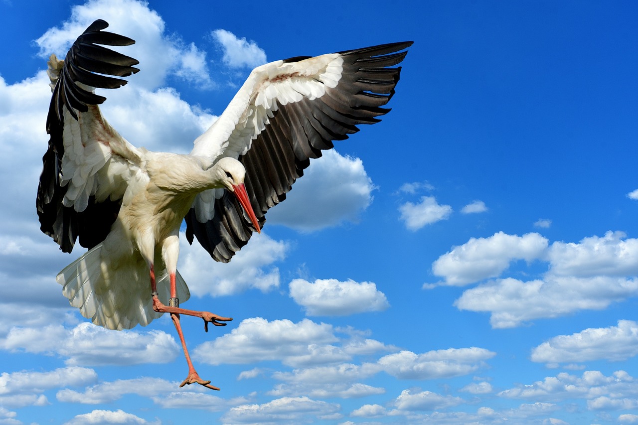 stork fly landing free photo