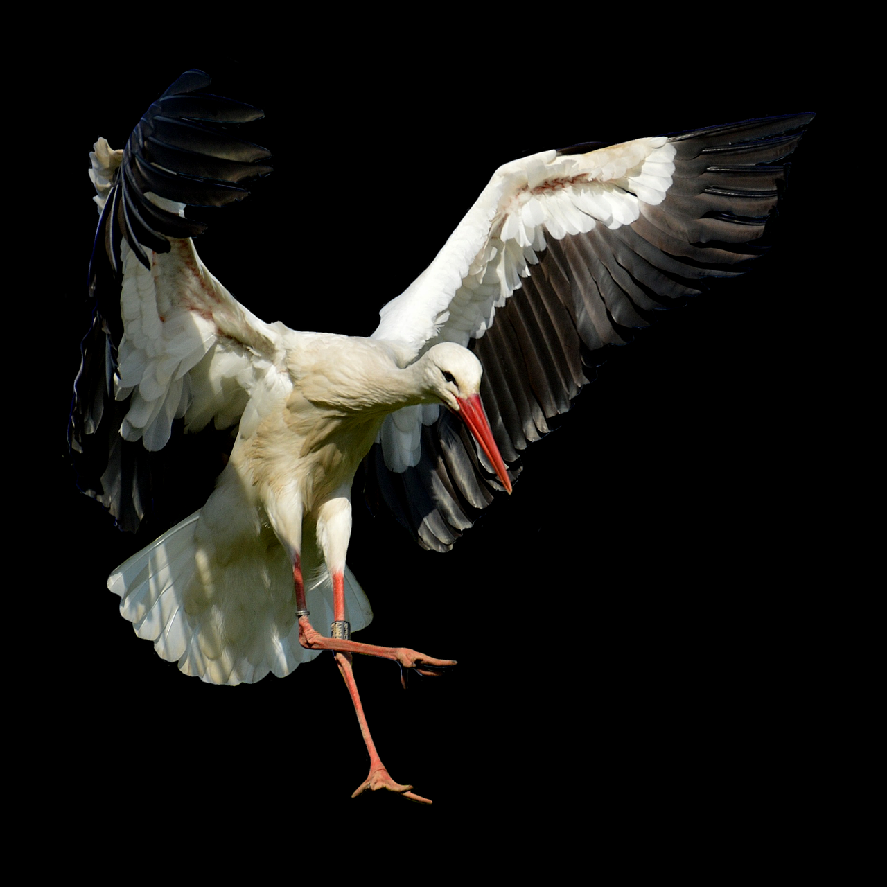 stork fly landing free photo