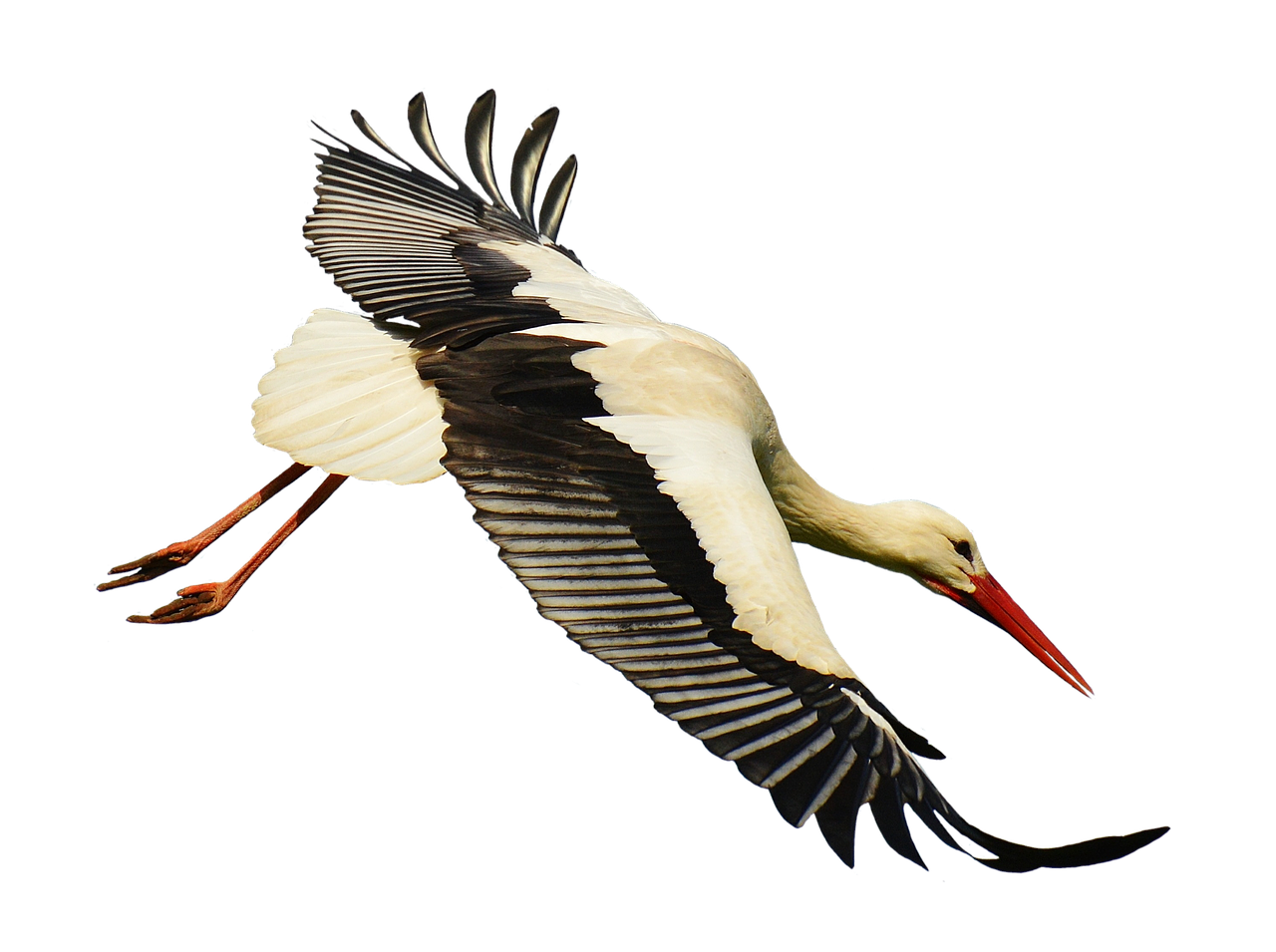 stork fly landing free photo
