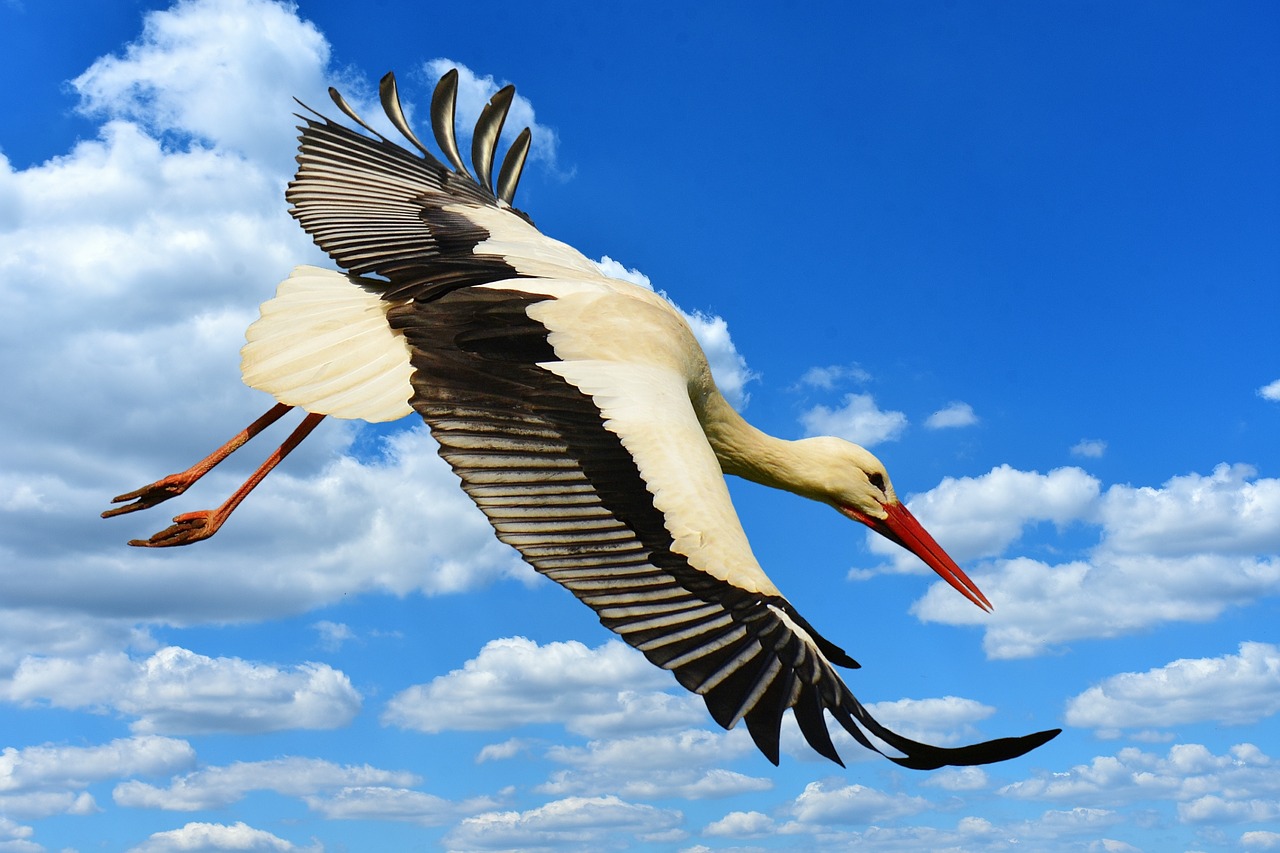 stork fly landing free photo