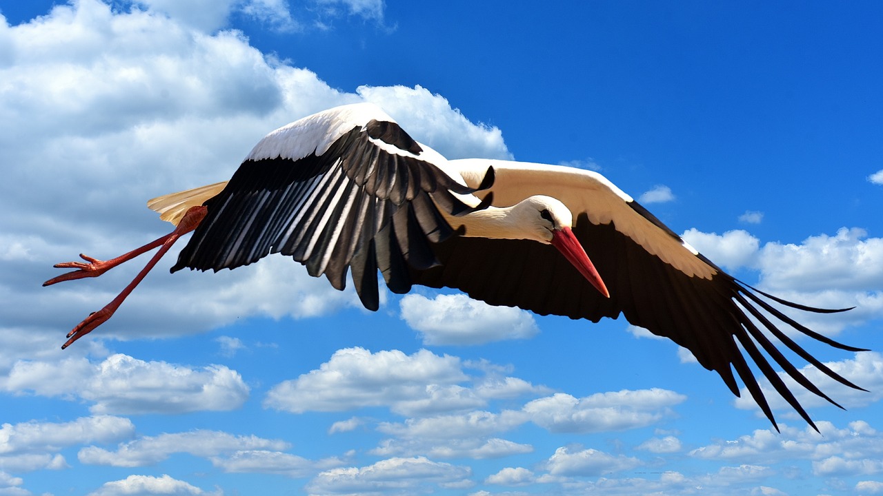 stork fly landing free photo