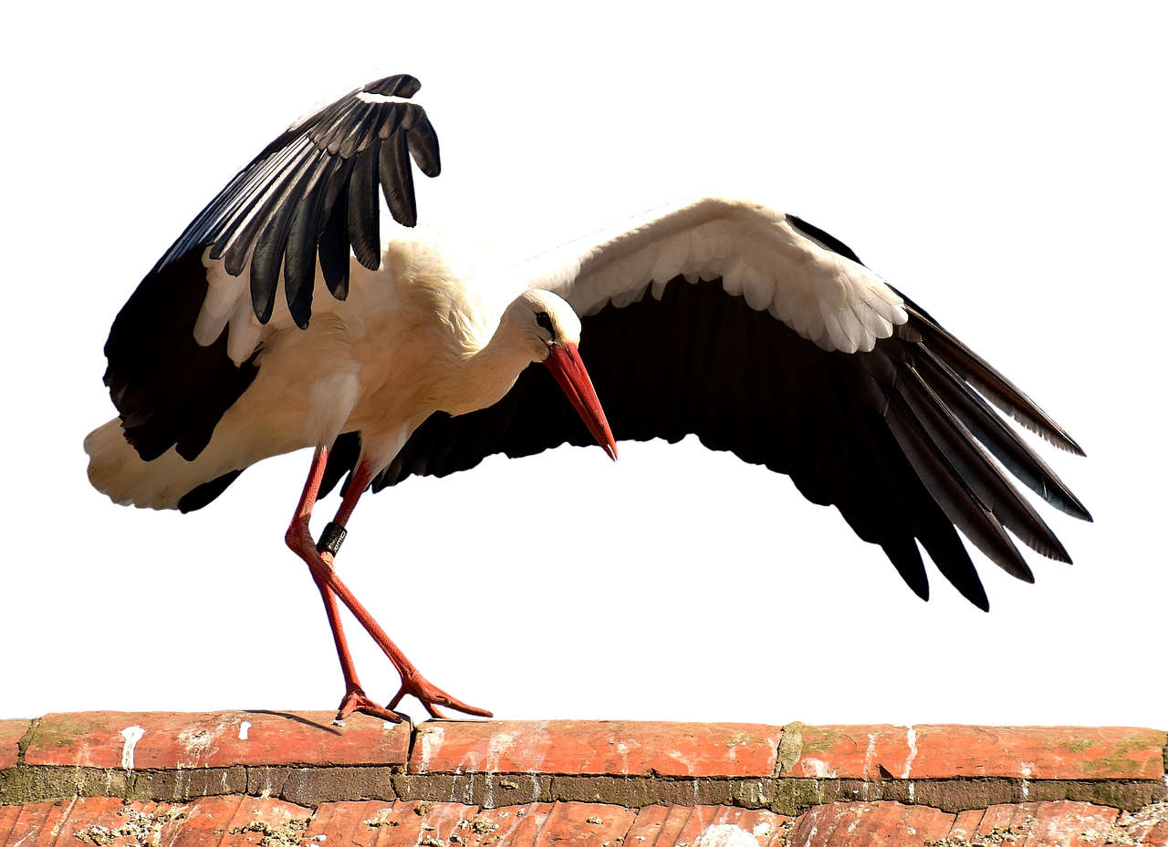 stork bird fly free photo