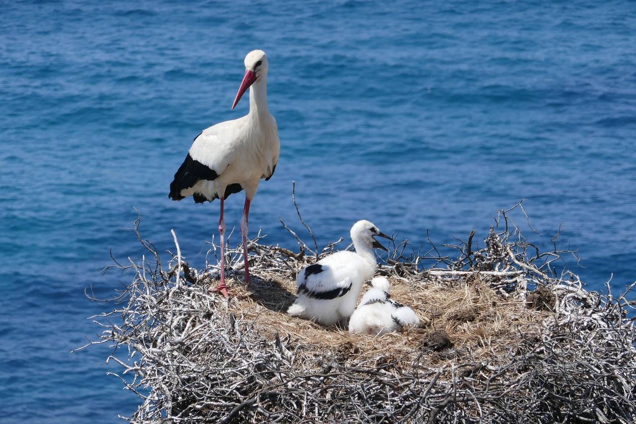 stork portugal nest free photo