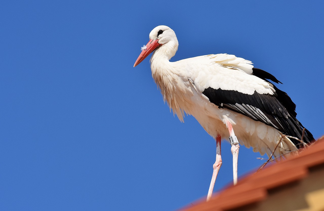 stork fly bird free photo