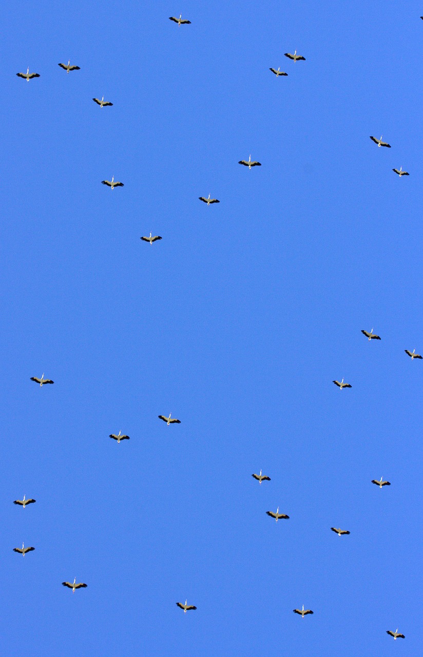 stork stol birds free photo