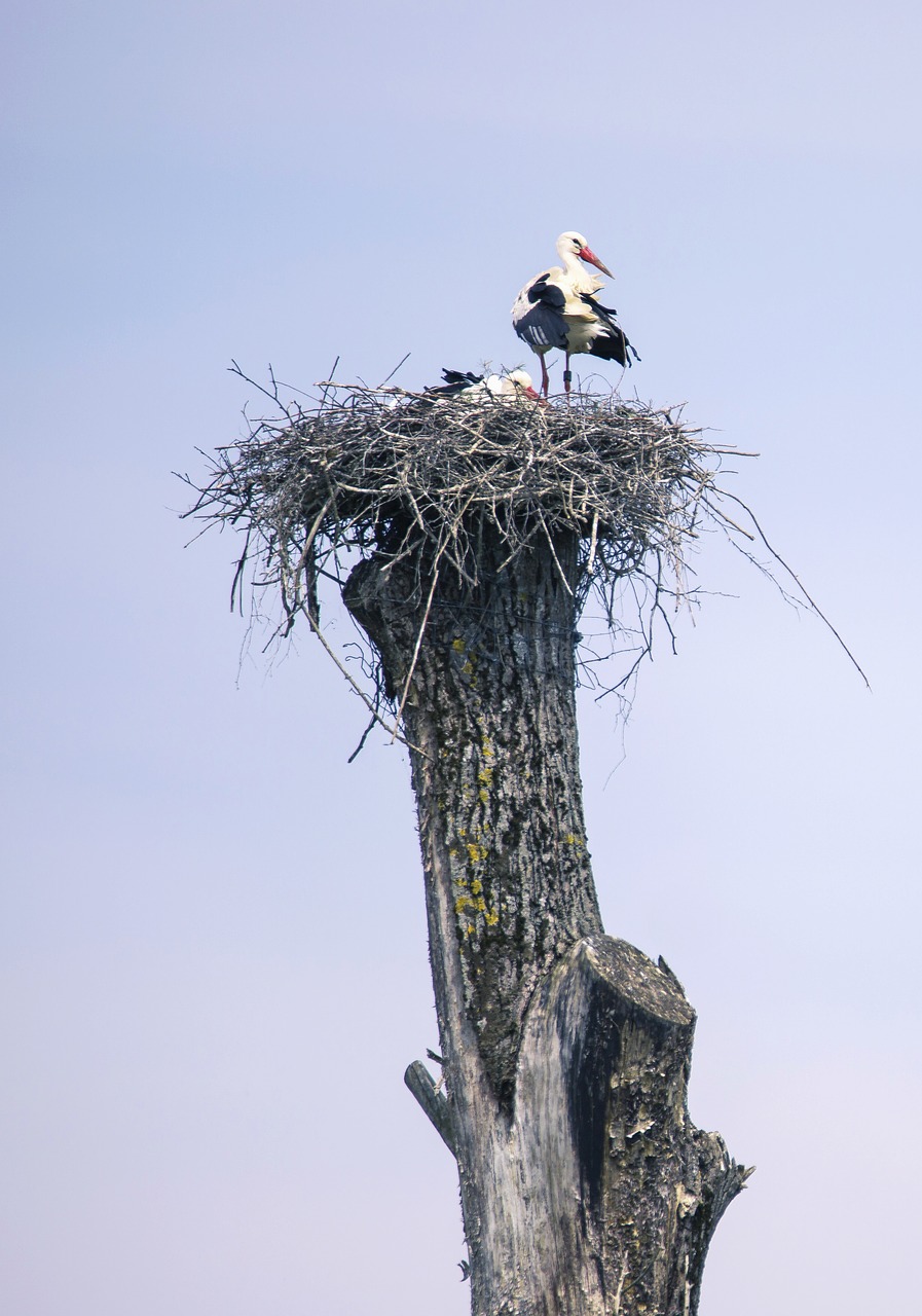 stork bird nature free photo