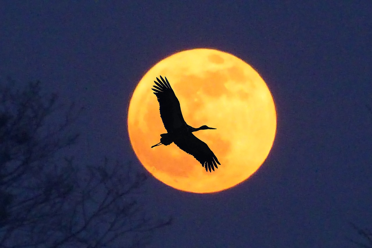 stork moon full moon free photo
