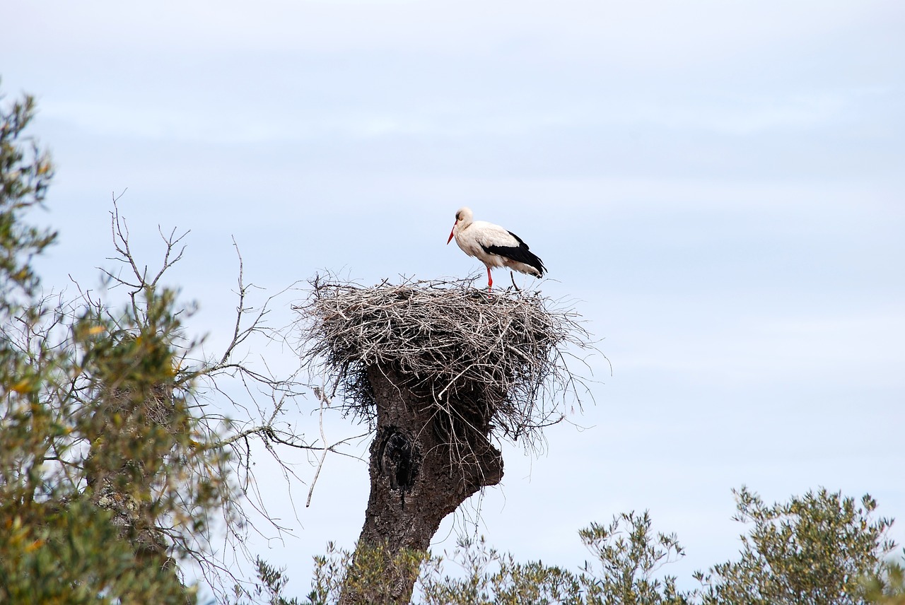 stork bird alsace free photo