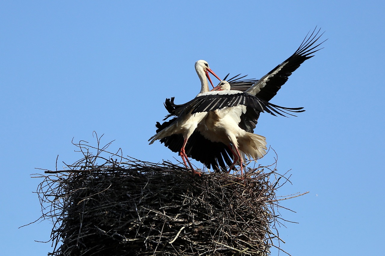 stork bird the battle for the nest free photo