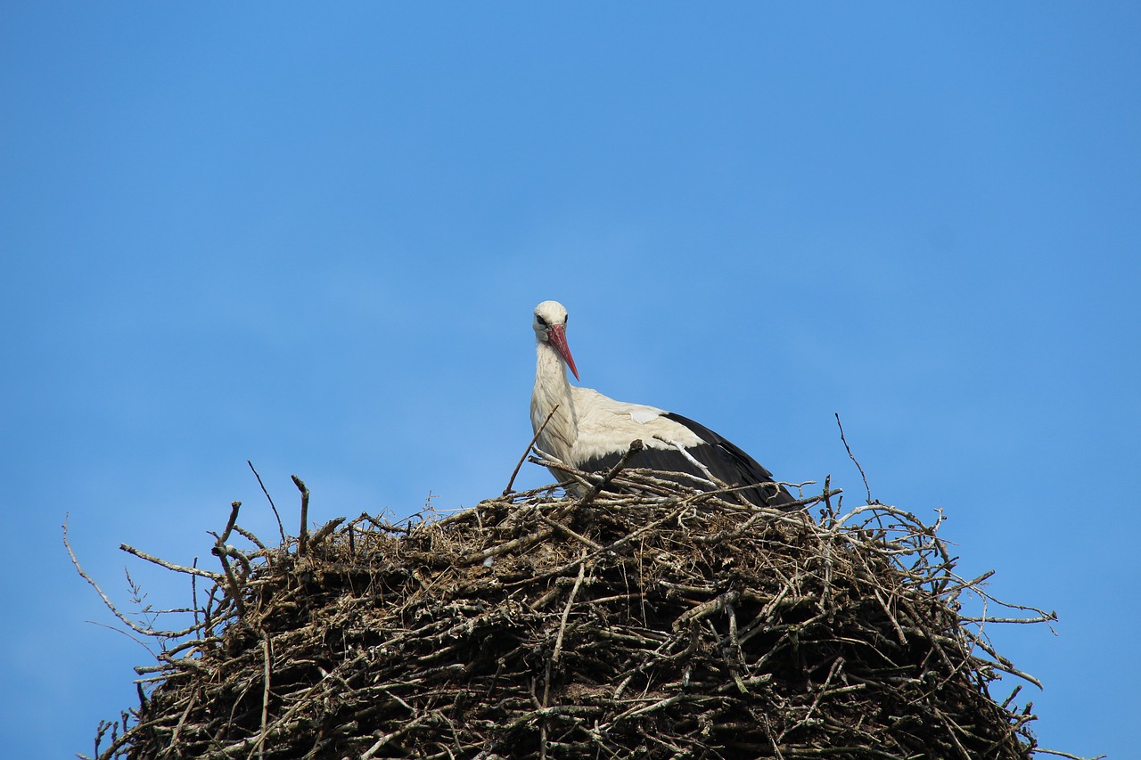 stork white stork adebar free photo