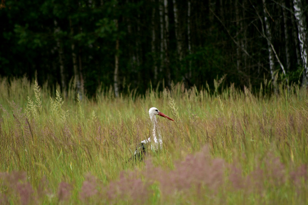 stork nature meadow free photo