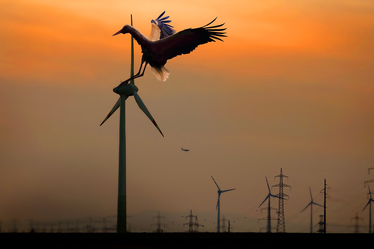 stork silhouette sunset free photo