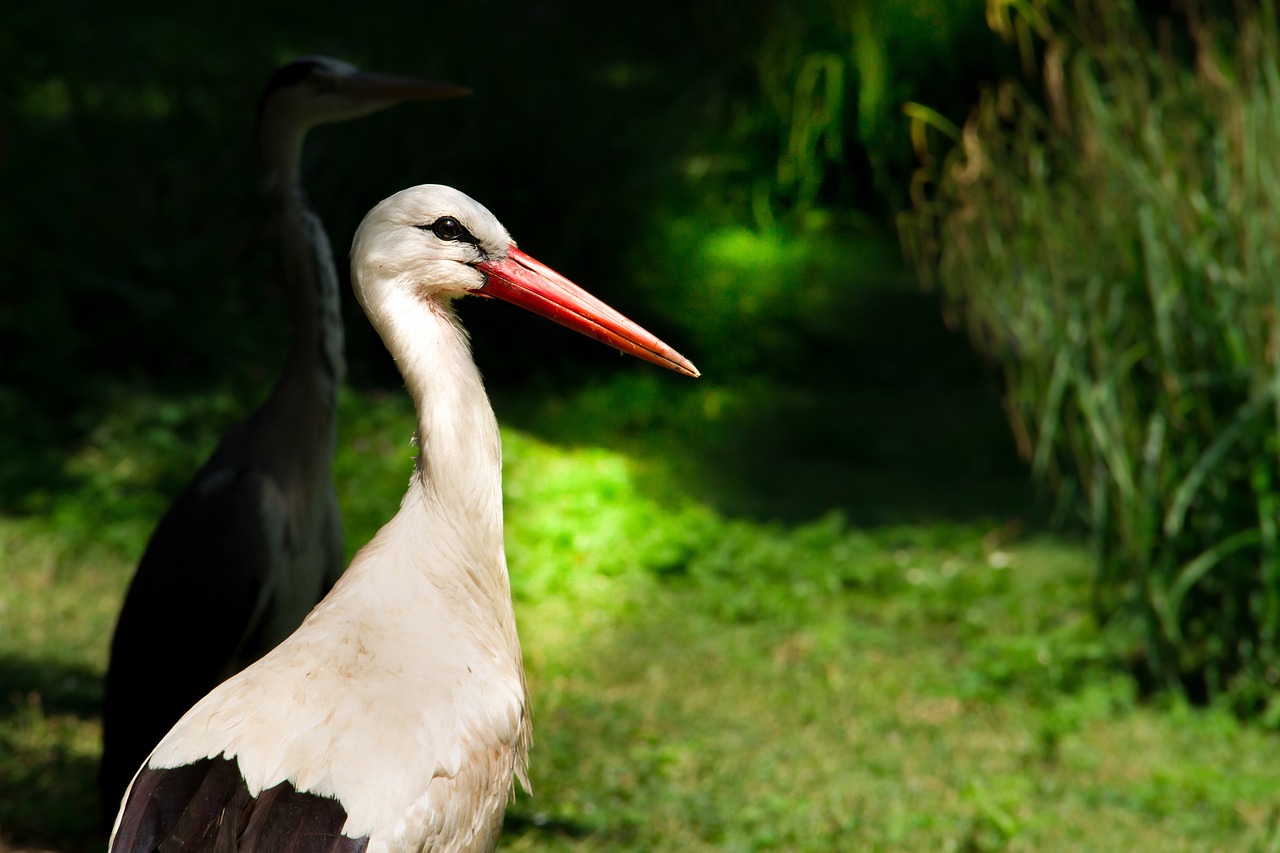 stork animal bird free photo