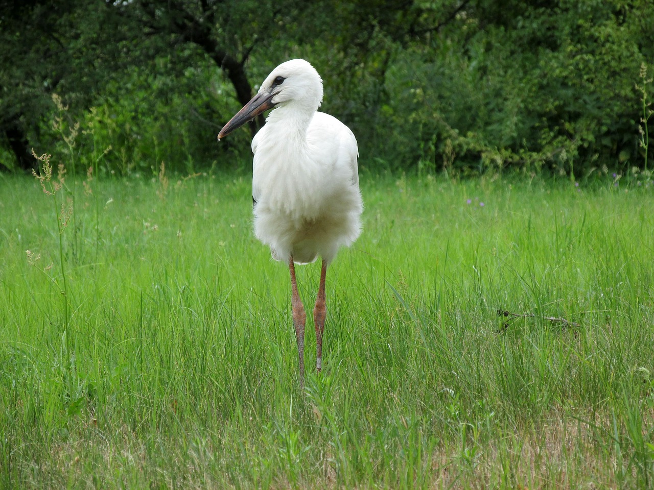 stork nature bird free photo