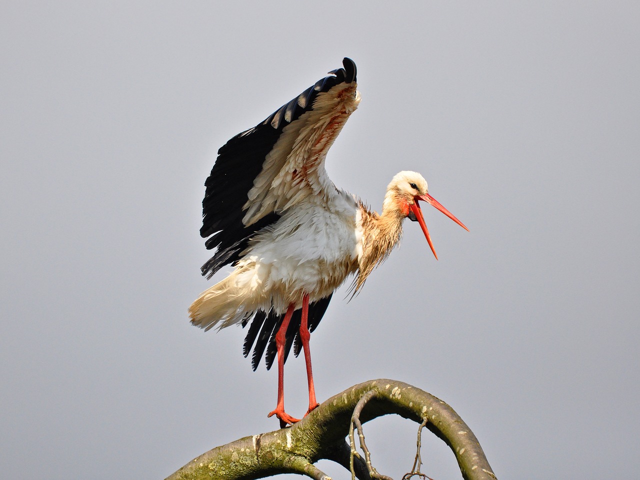 stork bird animal free photo