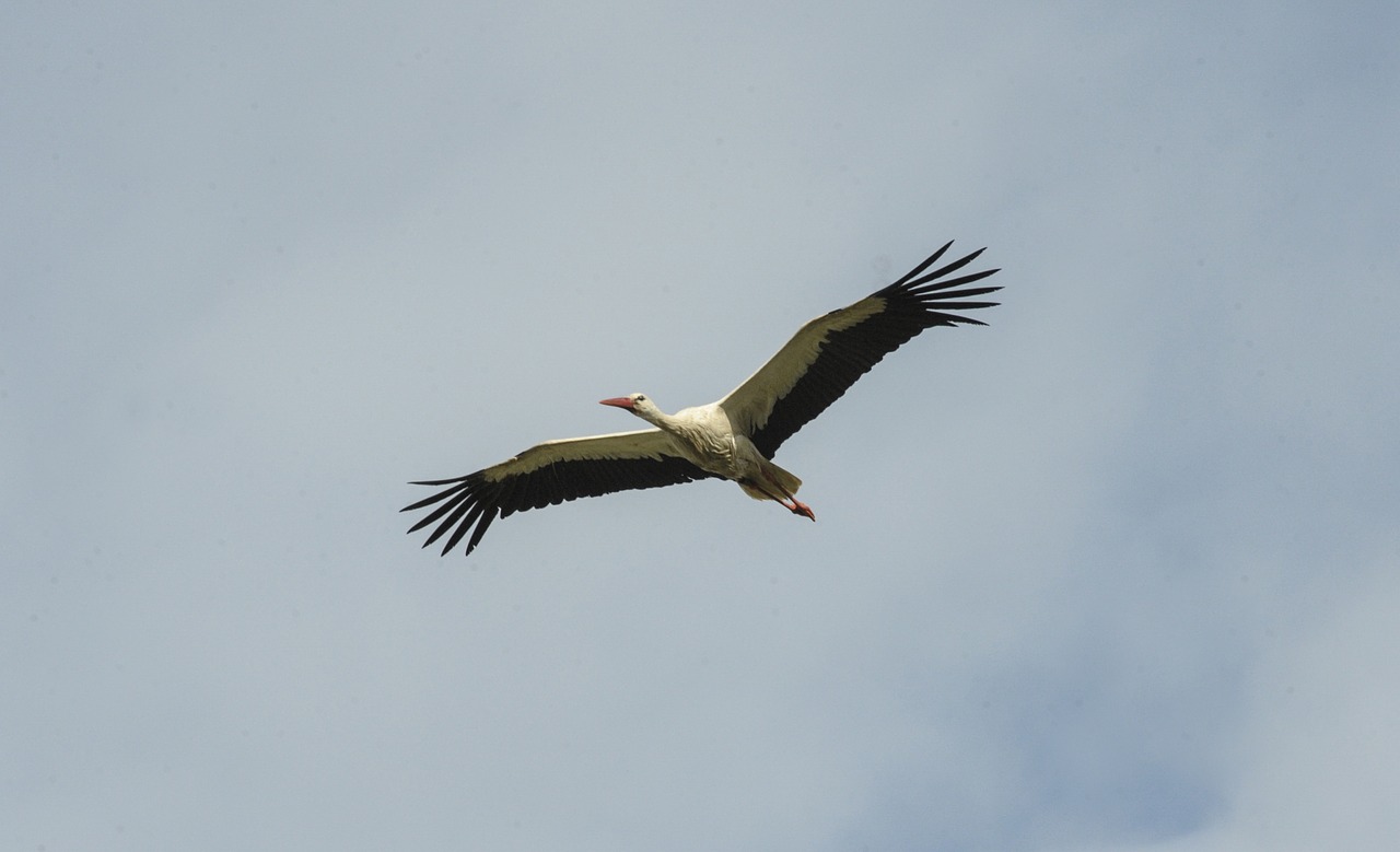 stork flight sky free photo