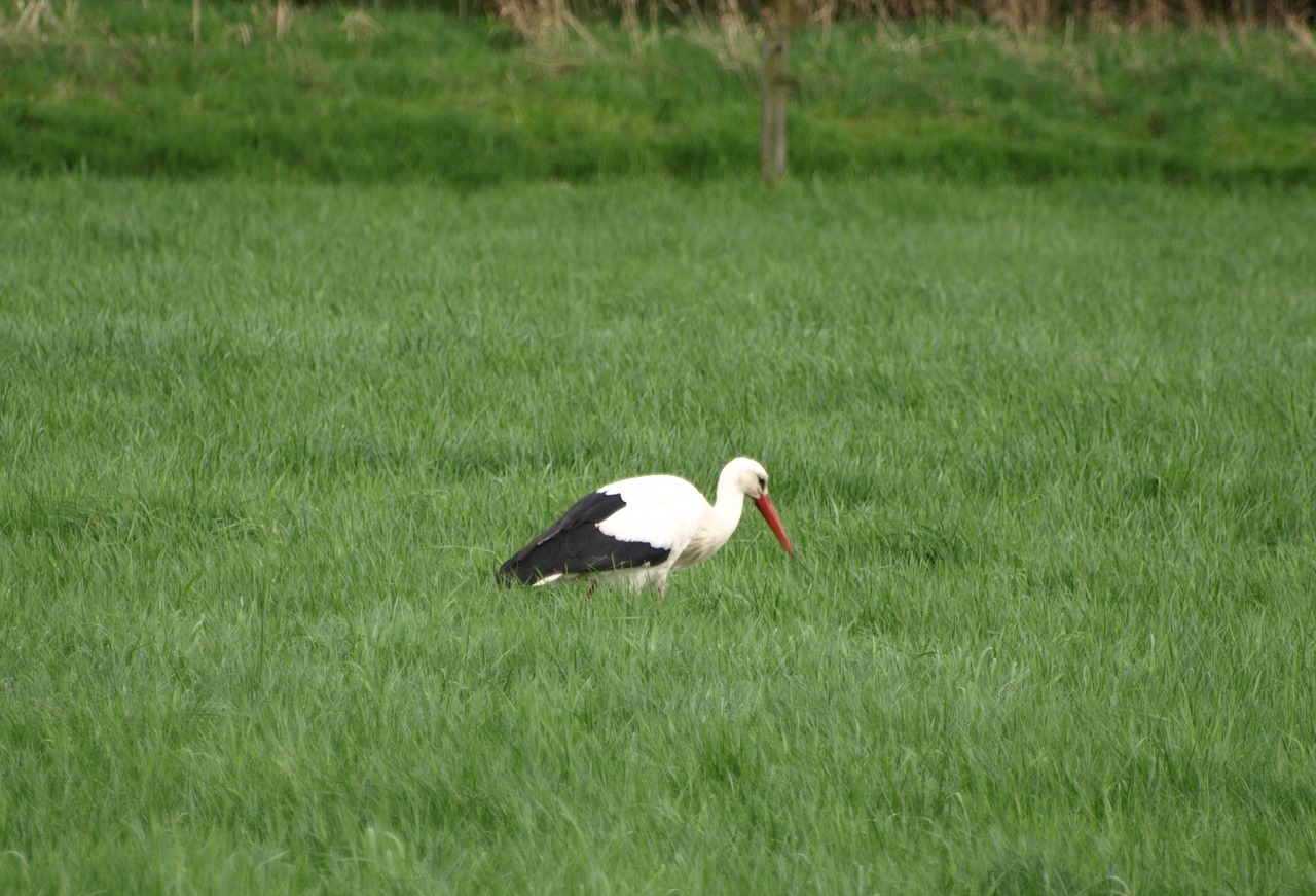 stork bird meadow free photo