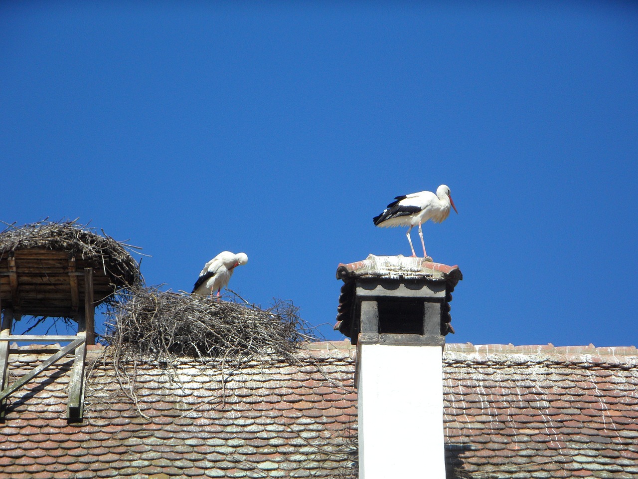 stork storks roof free photo