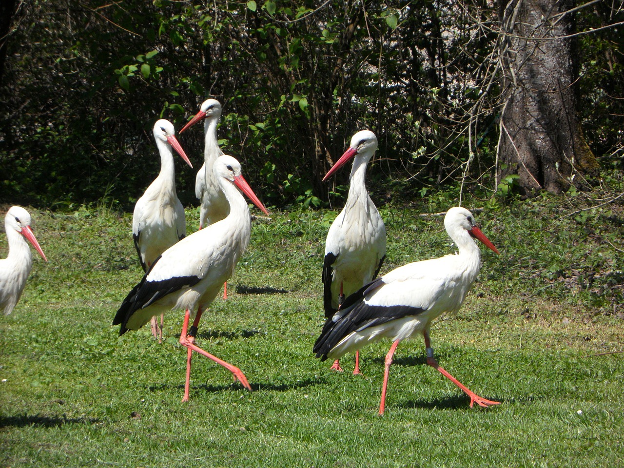 stork storks rattle stork free photo