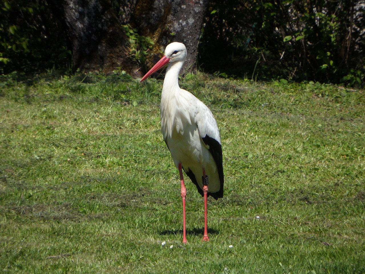 stork bird meadow free photo