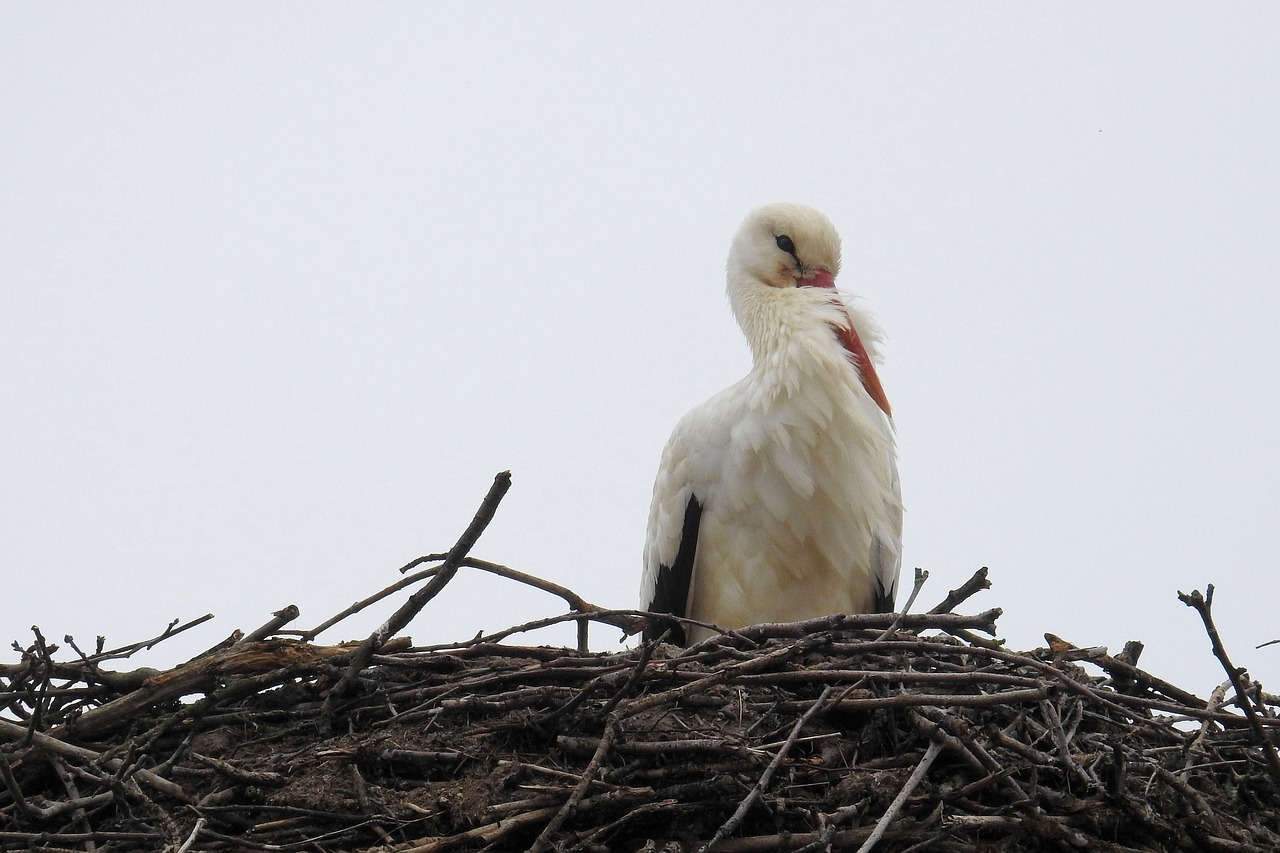 stork bird nature free photo