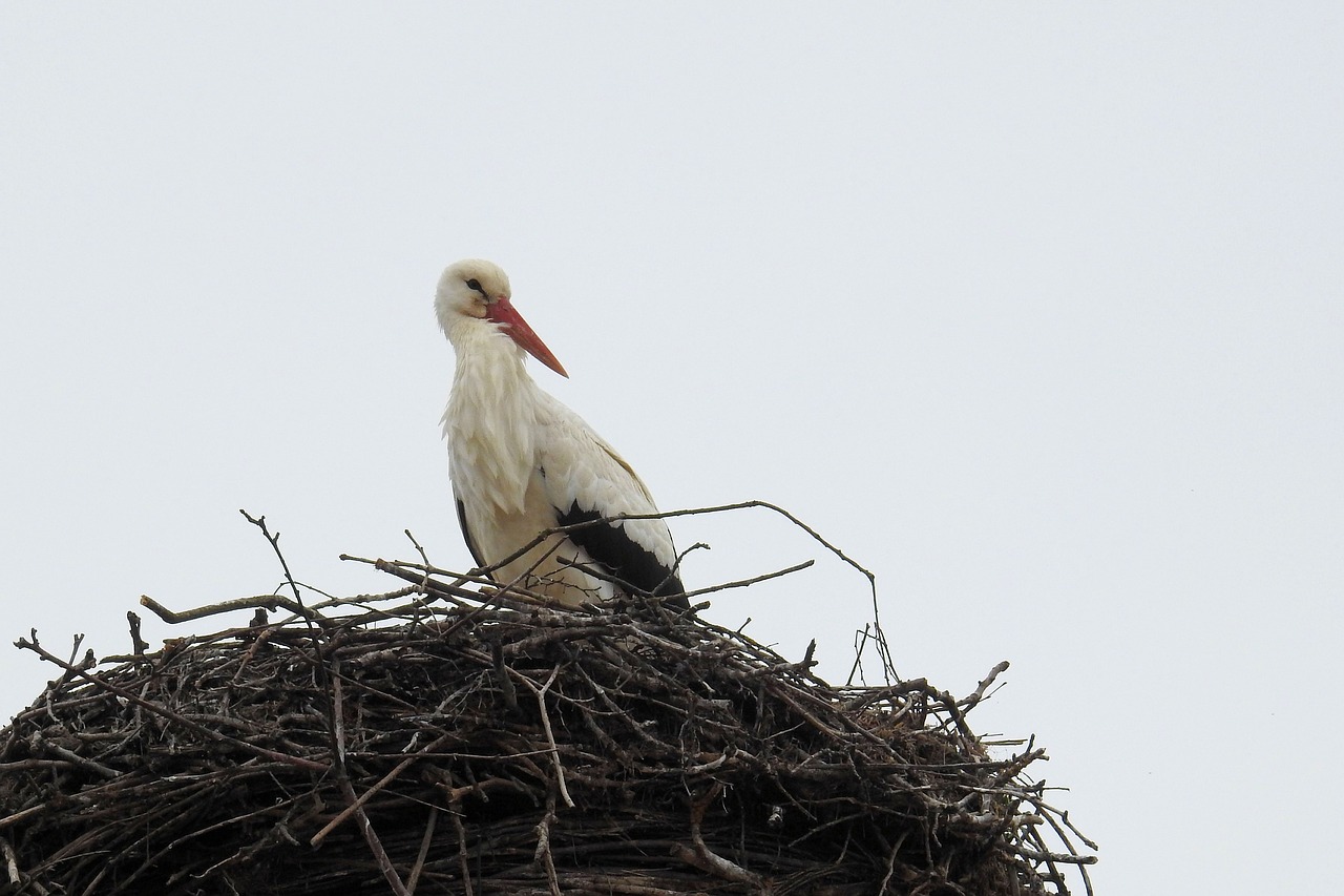 stork bird nature free photo