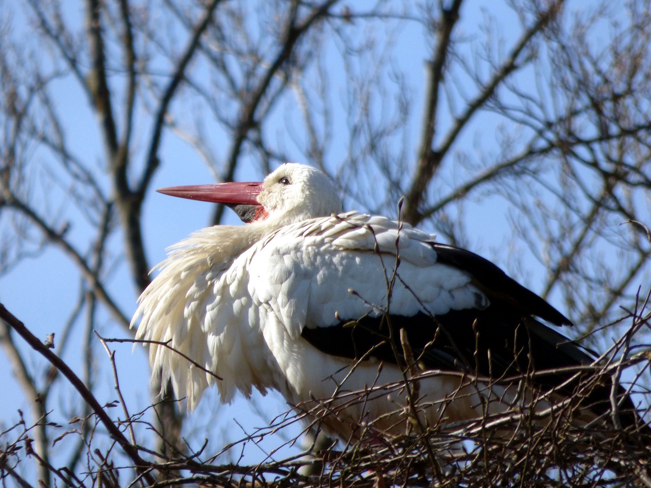 stork bird nature free photo