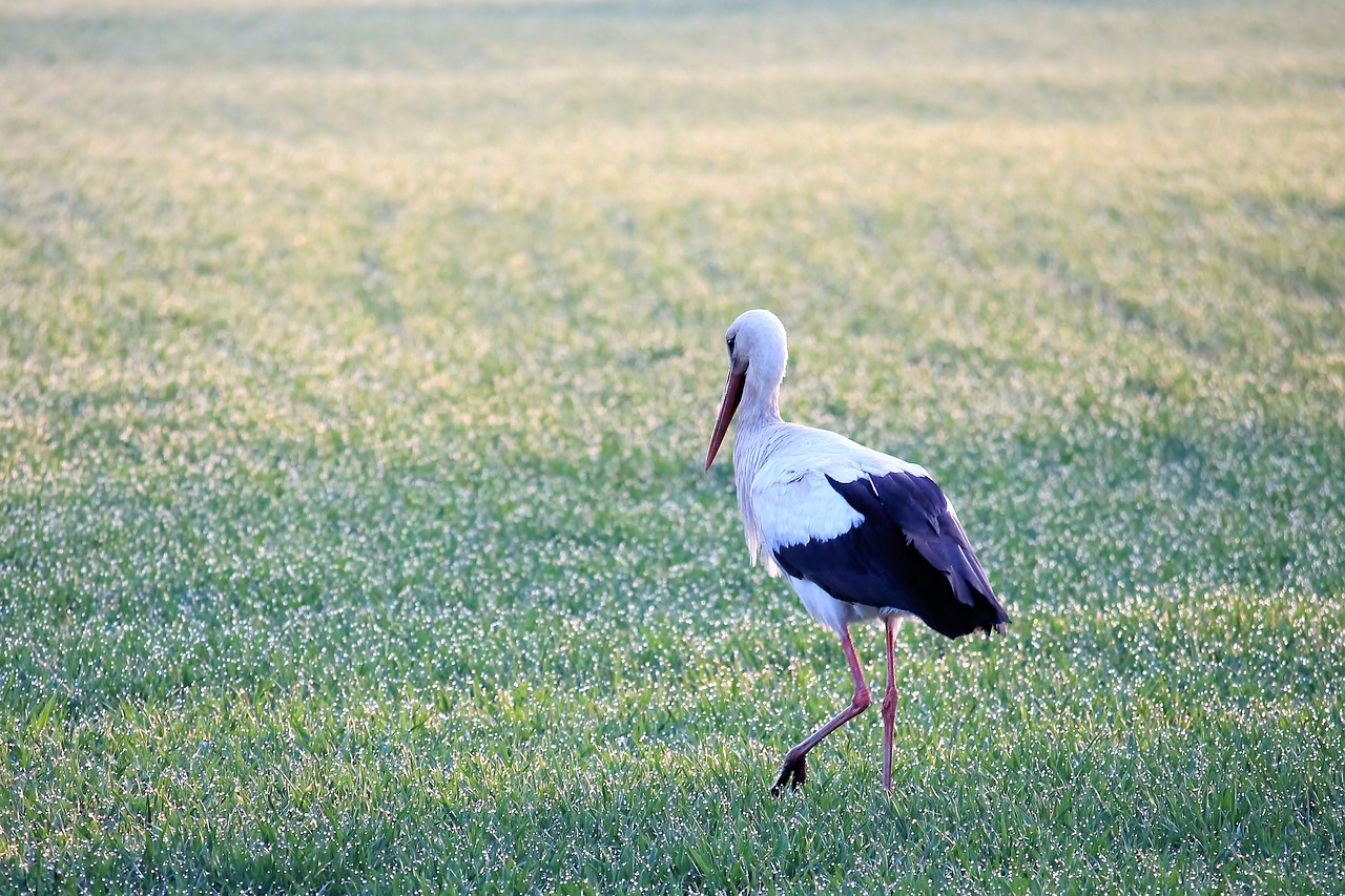 stork  animal world  bird free photo