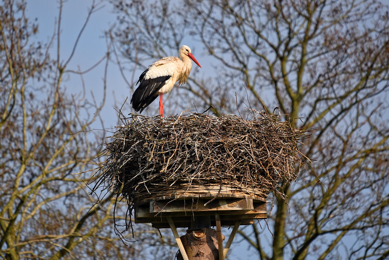 stork  bird  animal free photo