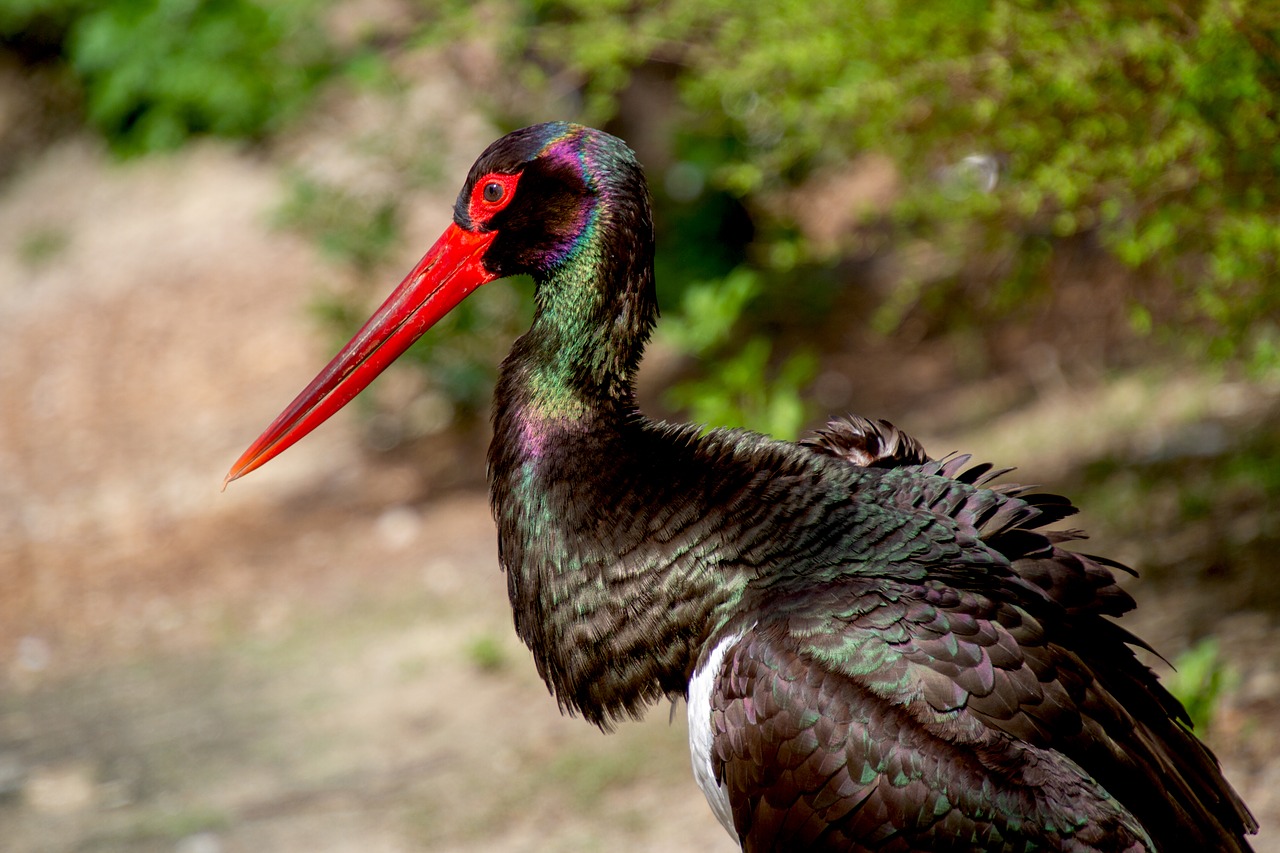 stork  black stork  animal world free photo