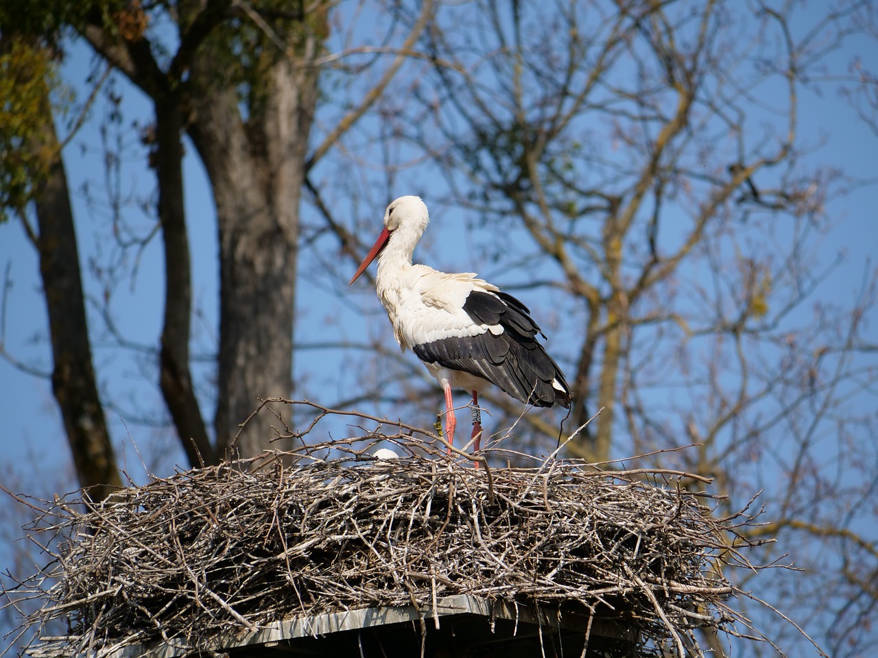 stork  nest  young free photo