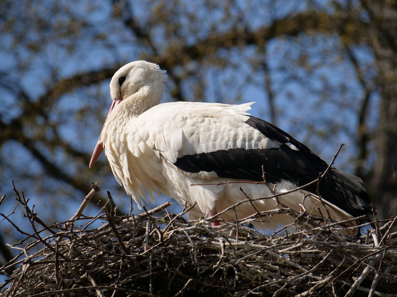 stork  nest  young free photo