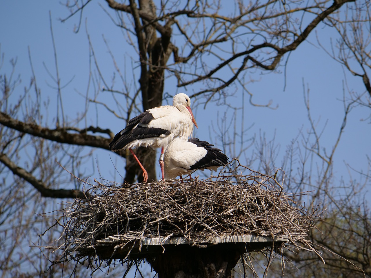 stork  nest  pair free photo