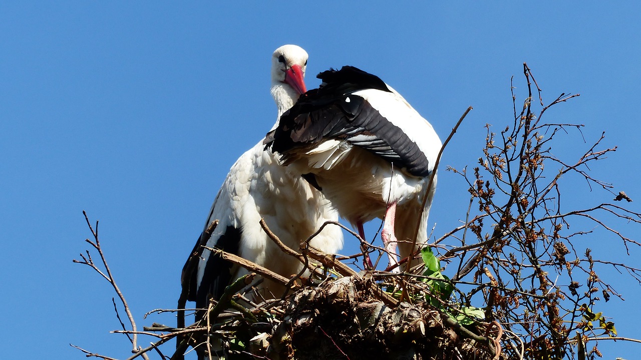 stork  nest  bird free photo