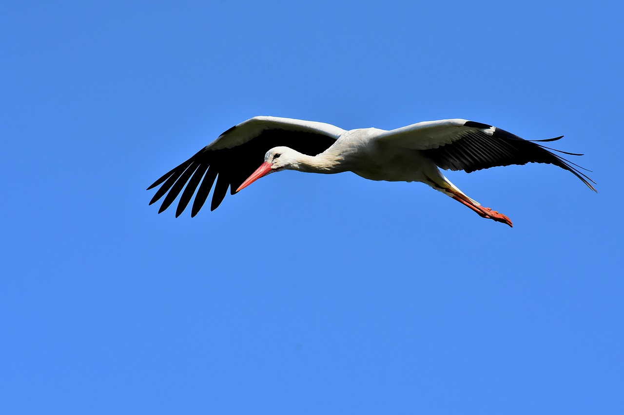 stork  flying  wing free photo