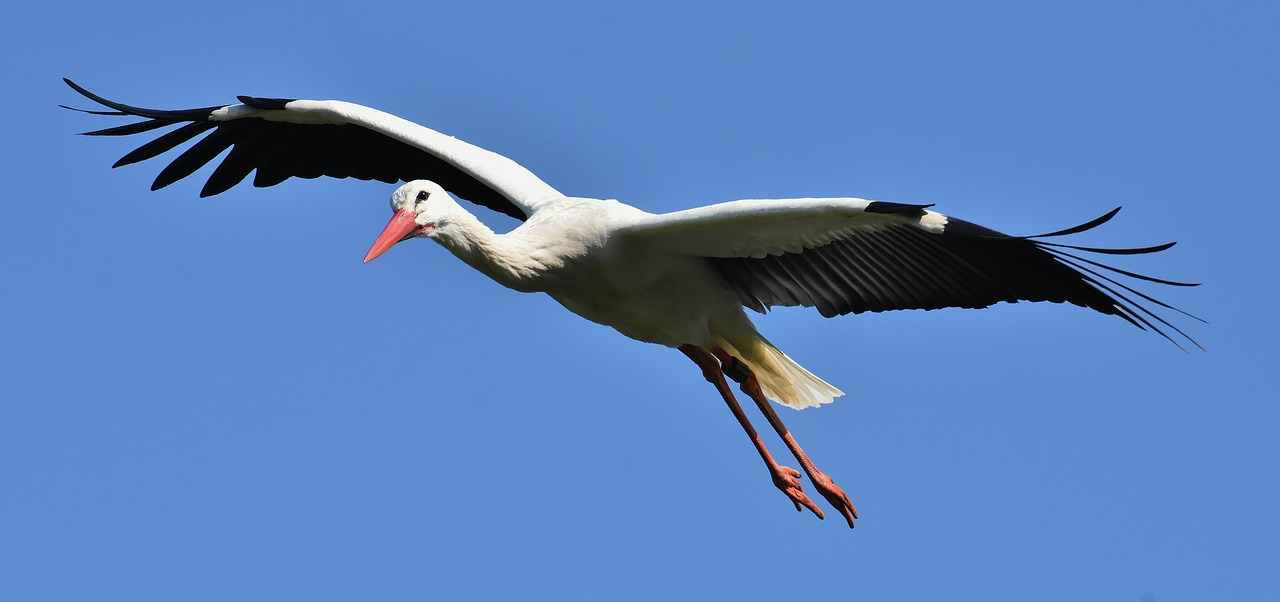 stork  flying  wing free photo