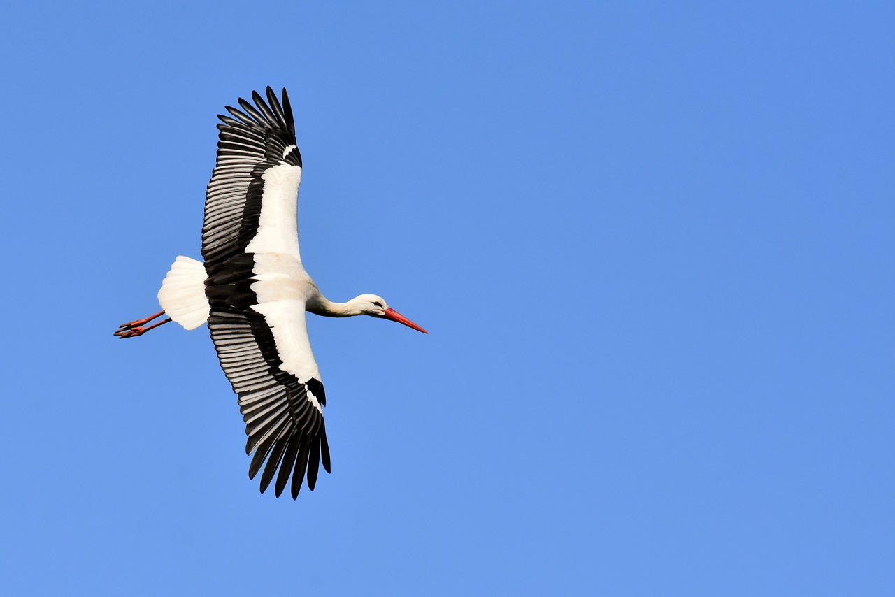 stork  flying  wing free photo