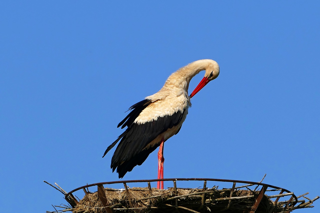 stork  white  nature free photo