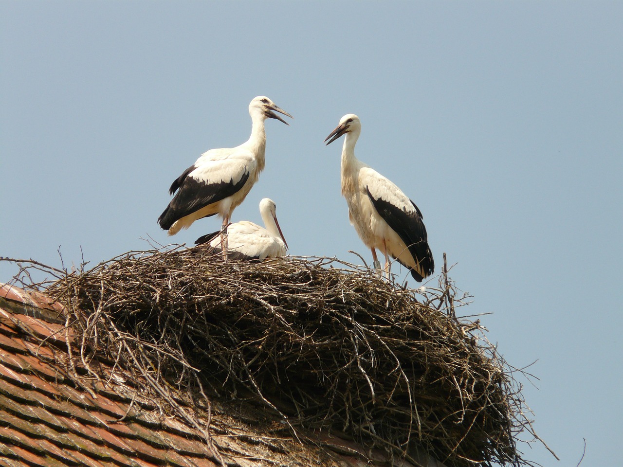 stork storchennest bird free photo