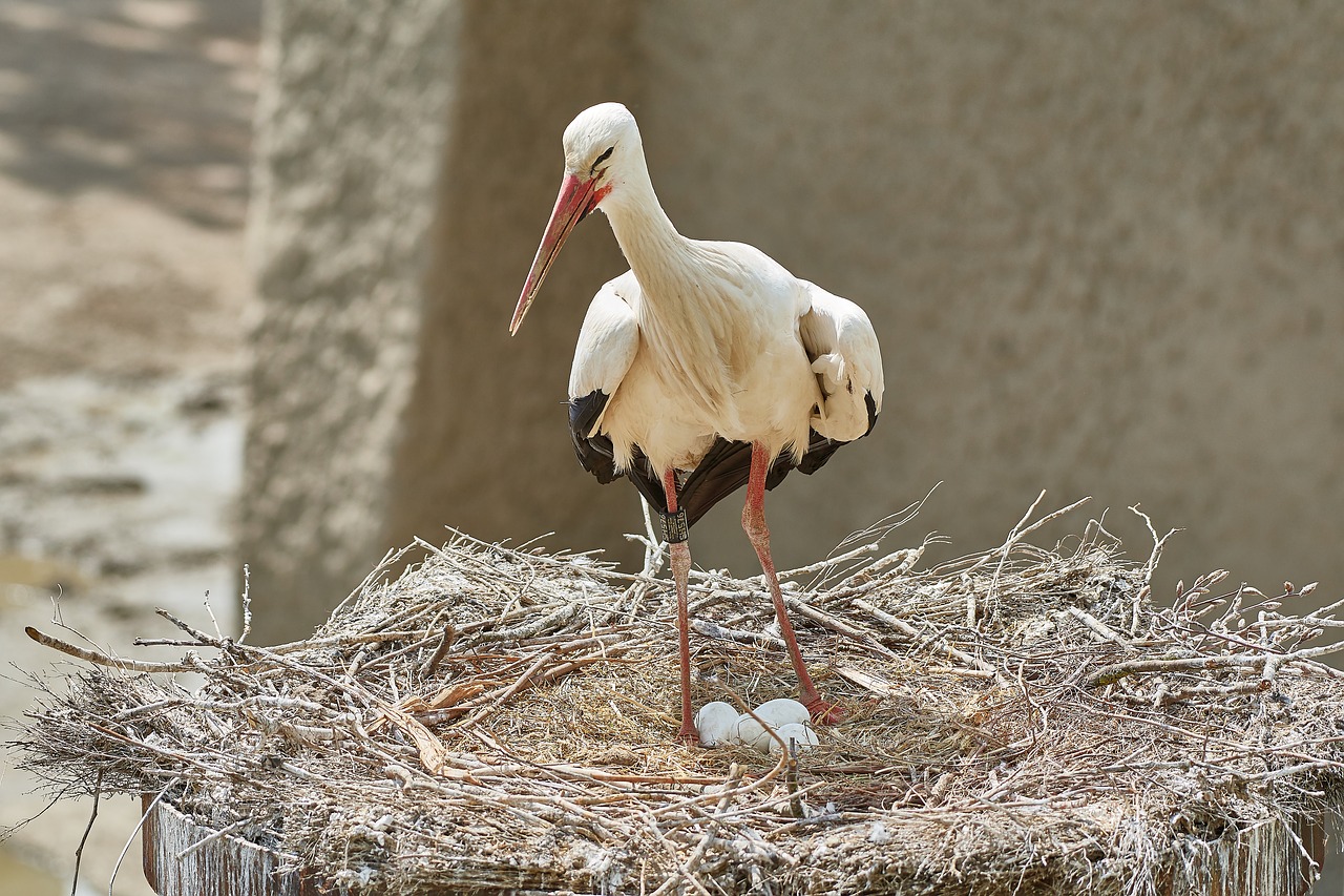 stork  nest  egg free photo