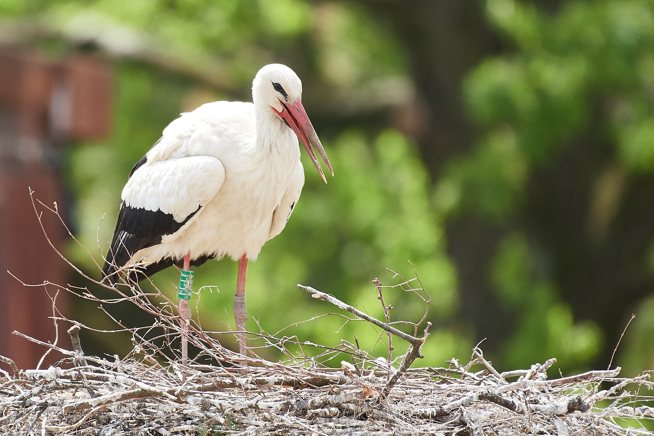 stork  nest  egg free photo