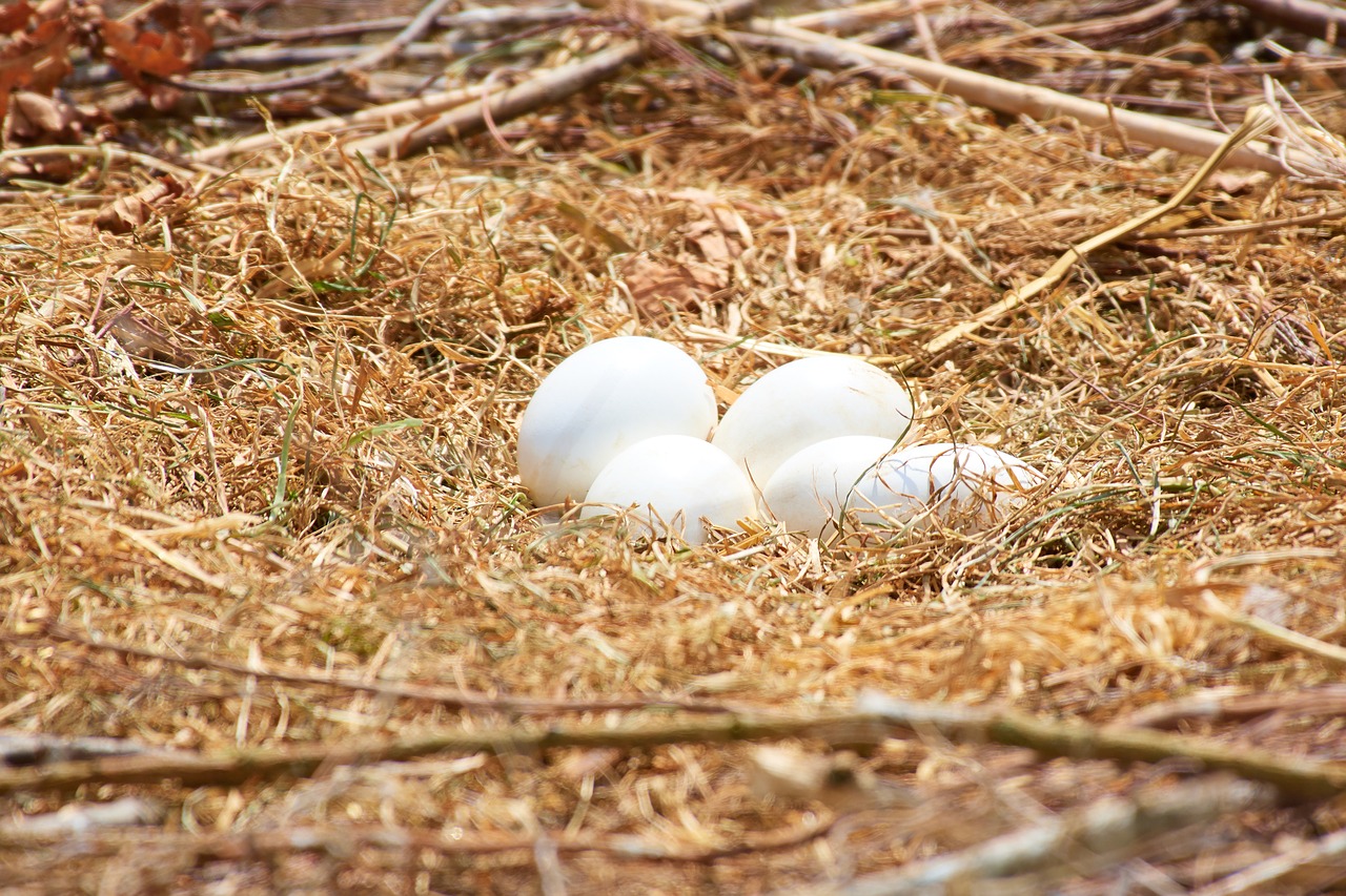 stork  nest  egg free photo