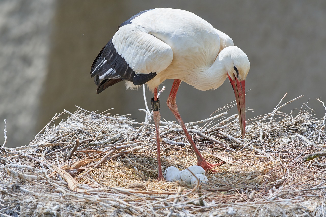 stork  nest  egg free photo