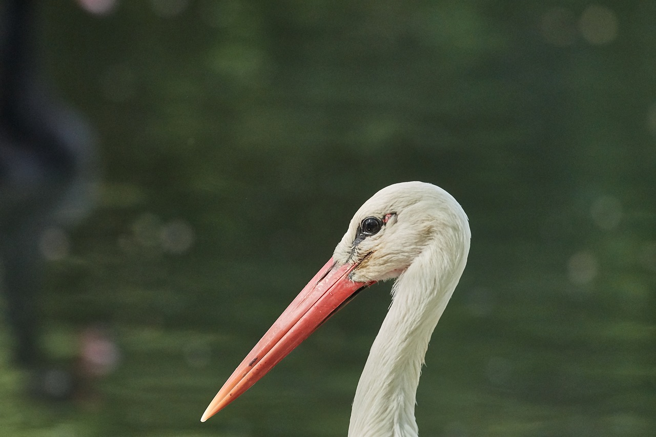 stork  bird  animal world free photo