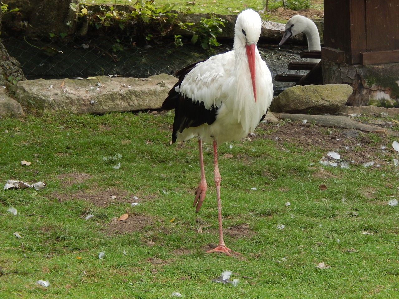stork  animal  beak free photo