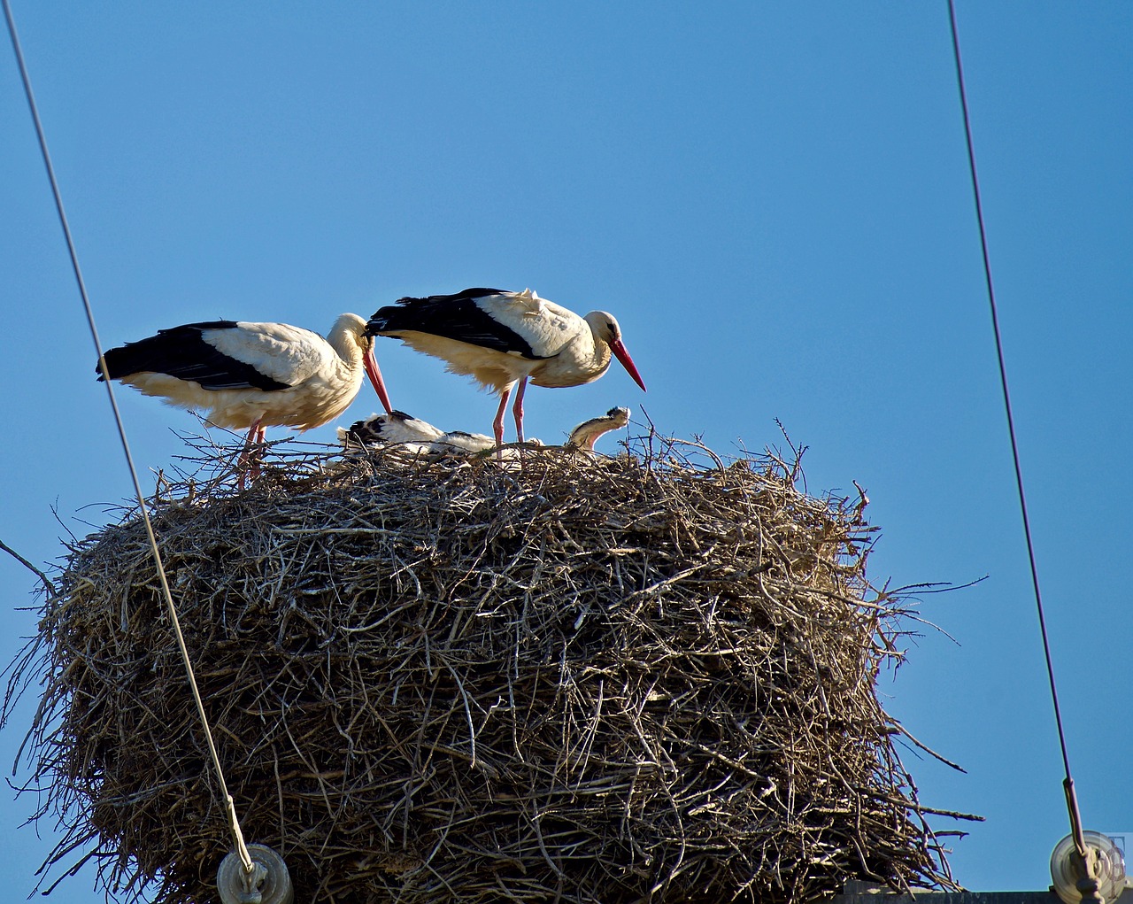 stork  nature free pictures free photo