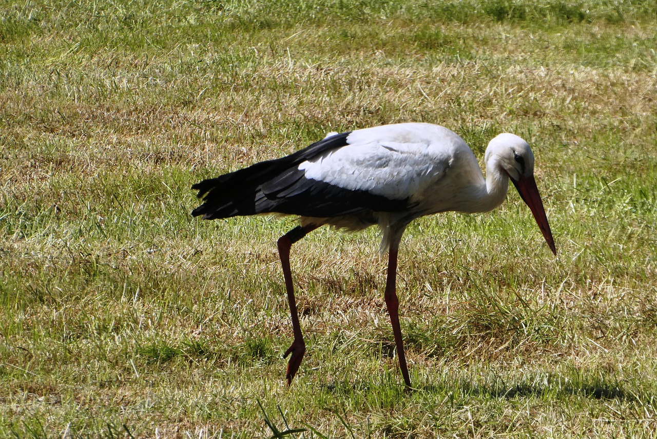 stork  pasture  spring free photo