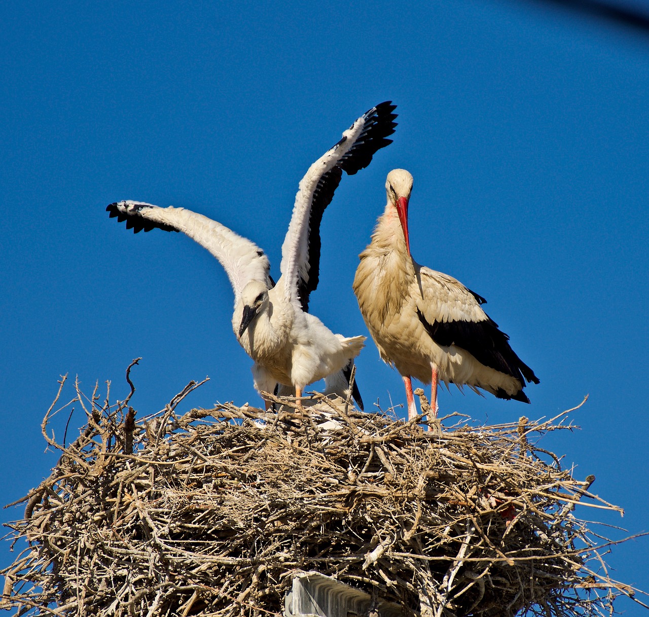 stork  nature free pictures free photo